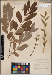 Foto von Salix cinerea L.